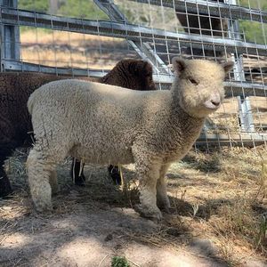 Meet your Posher, Darcy